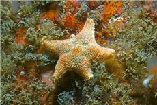 Cushion star  © Paul Kay